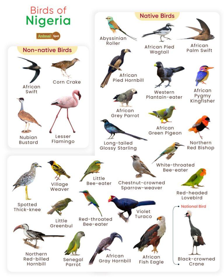 List of Birds Found in Nigeria with Pictures