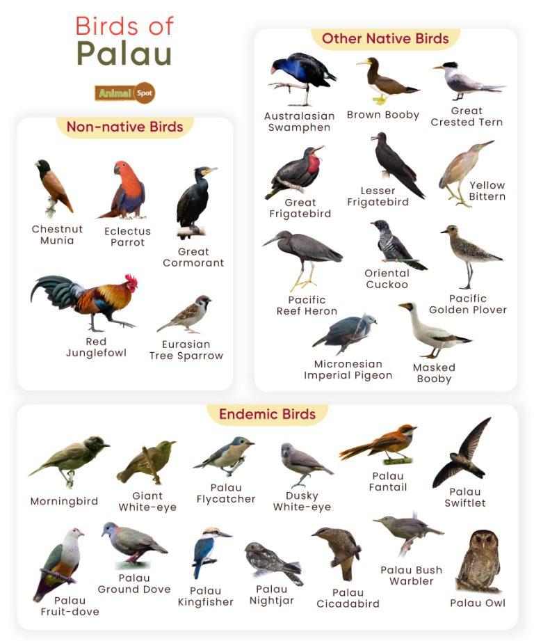 List of Birds Found in Palau with Pictures