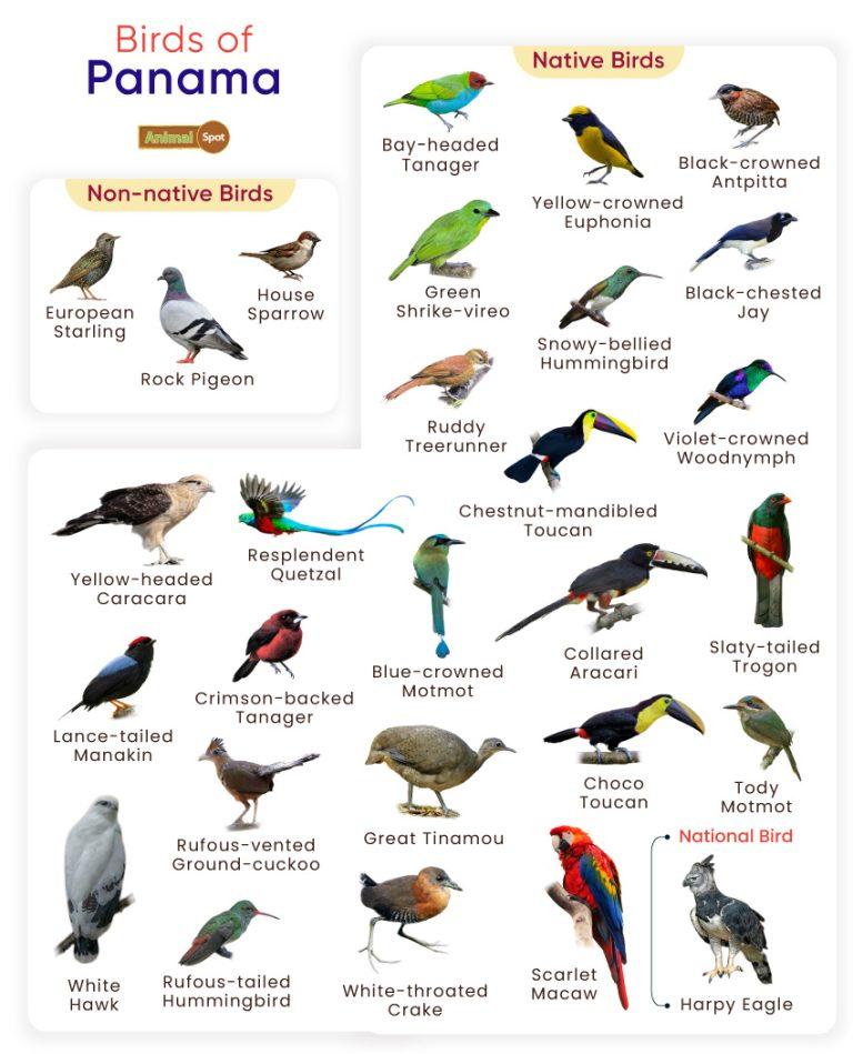 List Of Birds Found In Panama With Pictures