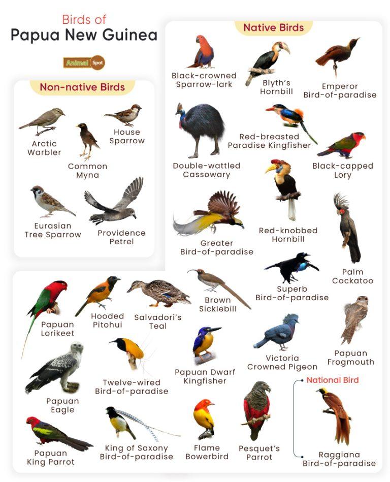 List of Birds Found in Papua New Guinea with Pictures