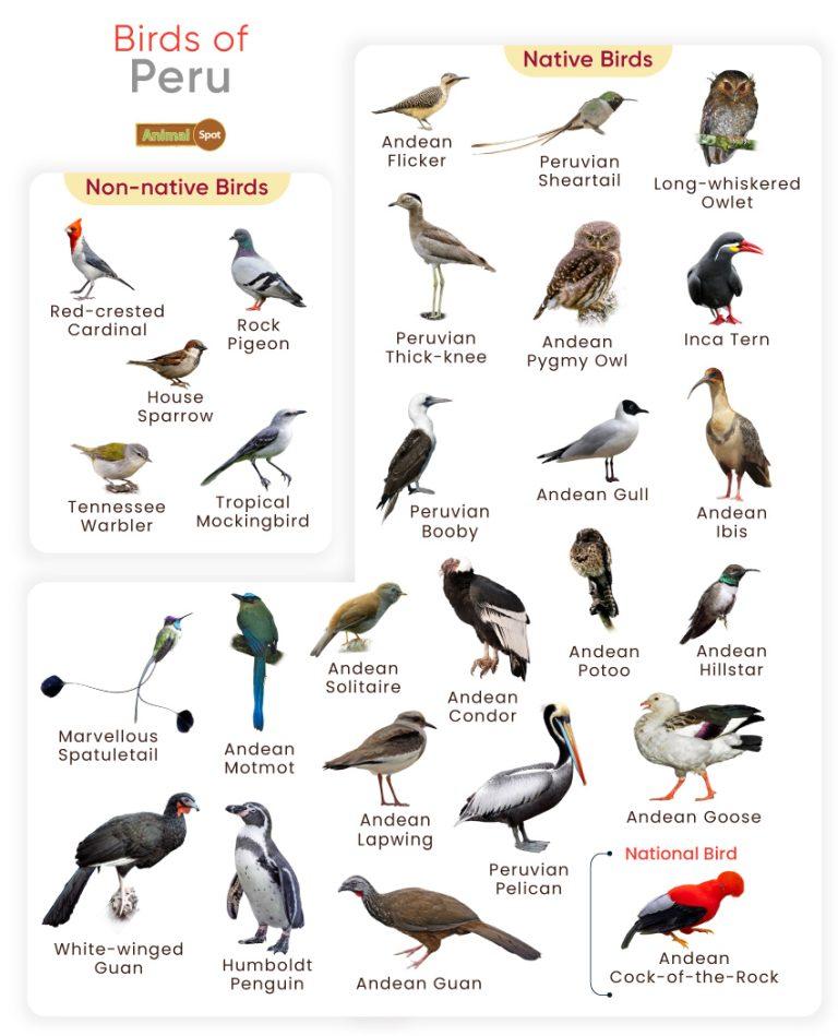 List of Birds Found in Peru with Pictures