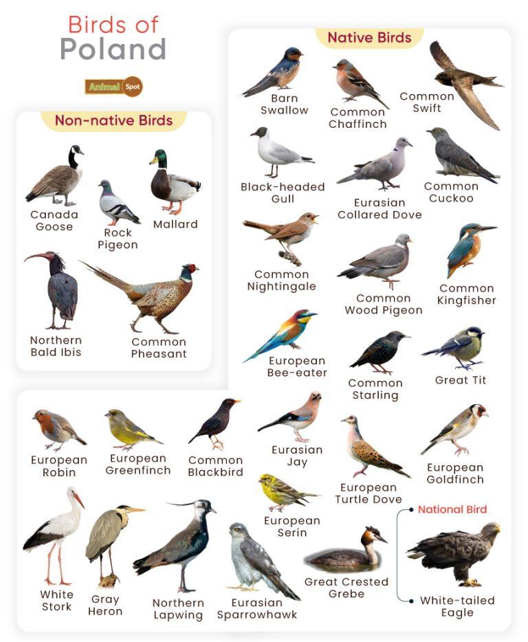 List of Birds Found in Poland with Pictures