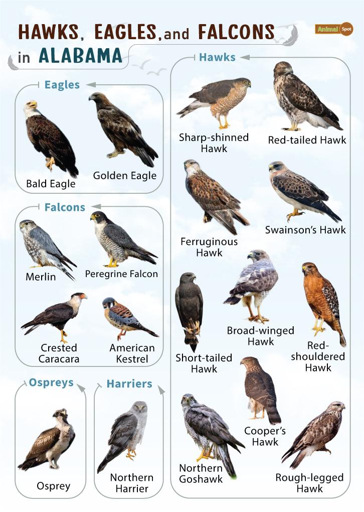 all types of eagles