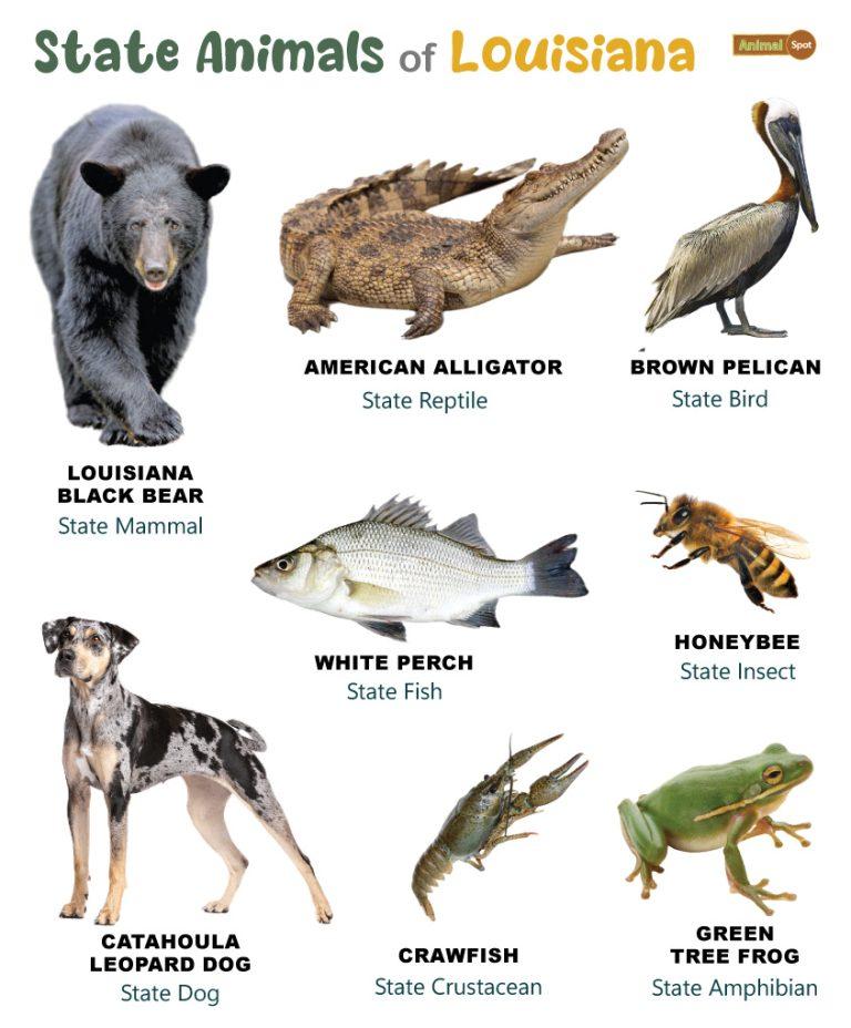 List of Animals That Live in Louisiana (With Pictures)
