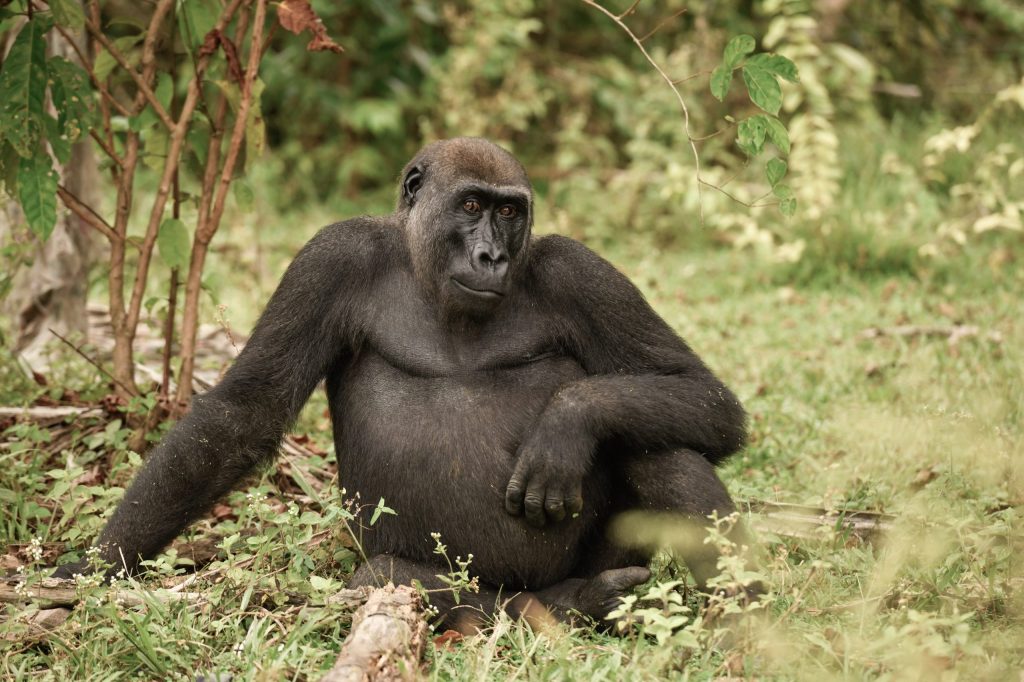 Western Lowland Gorilla-Facts, Habitat, Conservation, and Pictures.