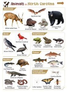 List of Animals That Live in North Carolina (With Pictures)