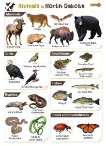 List of Animals That Live in North Dakota (With Pictures)