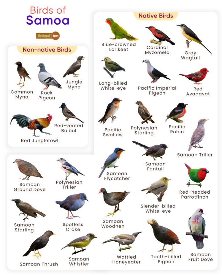 List of Birds Found in Samoa with Pictures