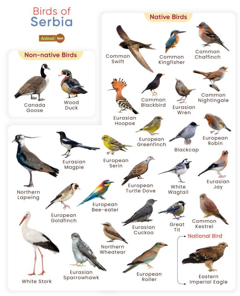 List of Birds Found in Serbia with Pictures