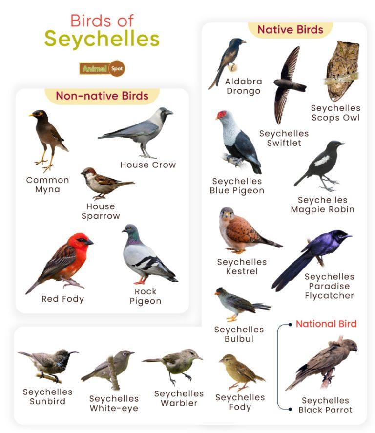 List Of Birds Found In Seychelles With Pictures