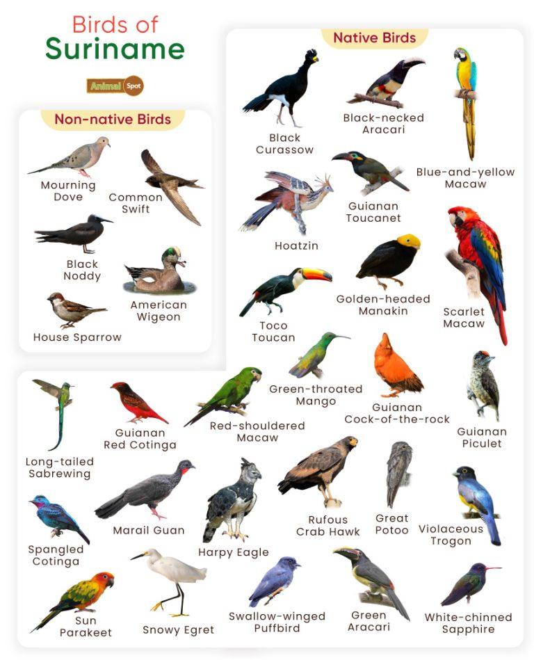 List of Birds Found in Suriname with Pictures