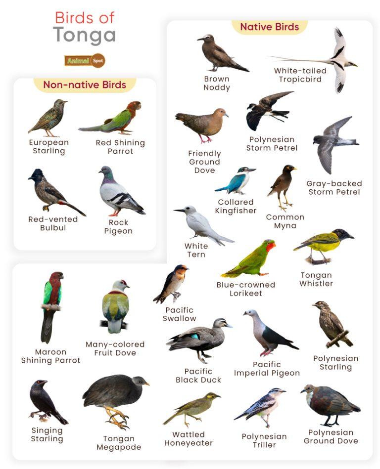 List of Birds Found in Tonga with Pictures