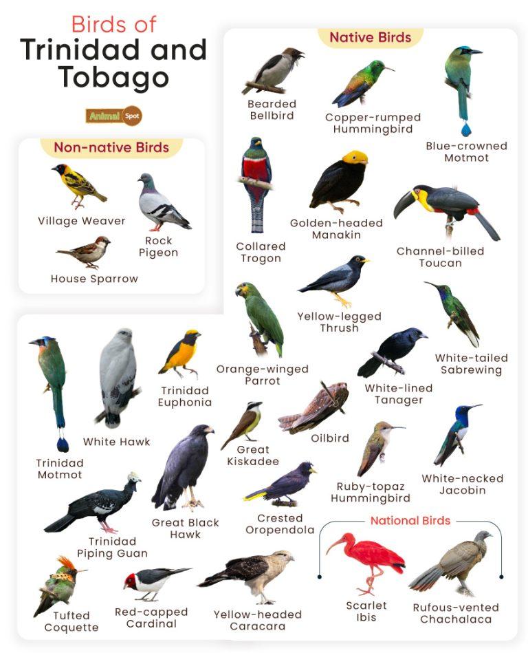 List Of Birds Found In Trinidad And Tobago With Pictures