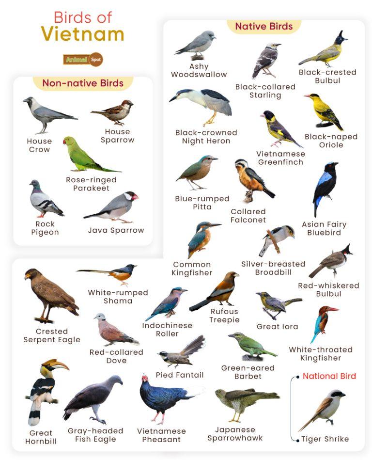 List of Birds Found in Vietnam with Pictures