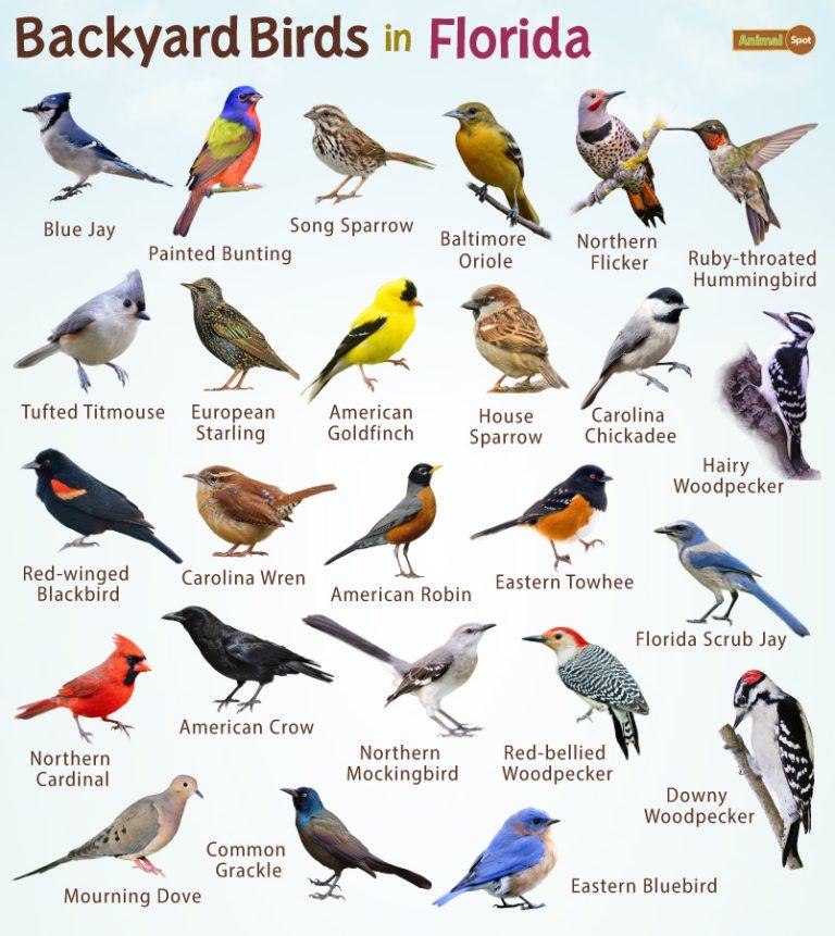 Backyard Birds of Florida – List, and Pictures