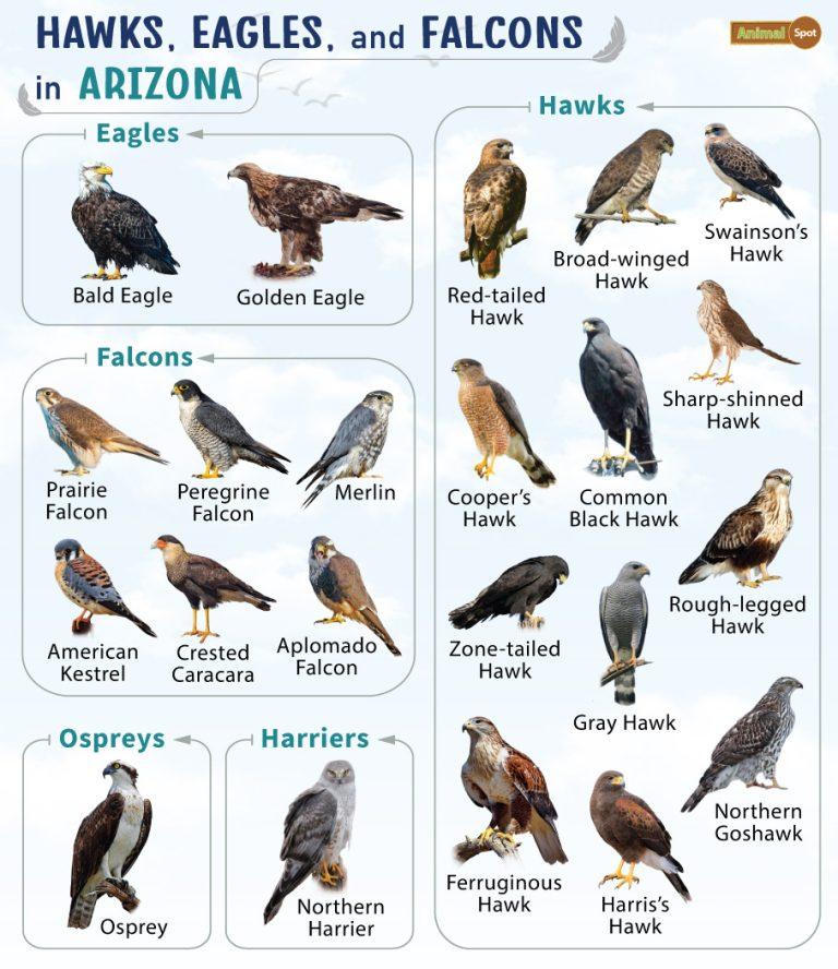 List of Hawks, Eagles, & Falcons in Arizona with Pictures