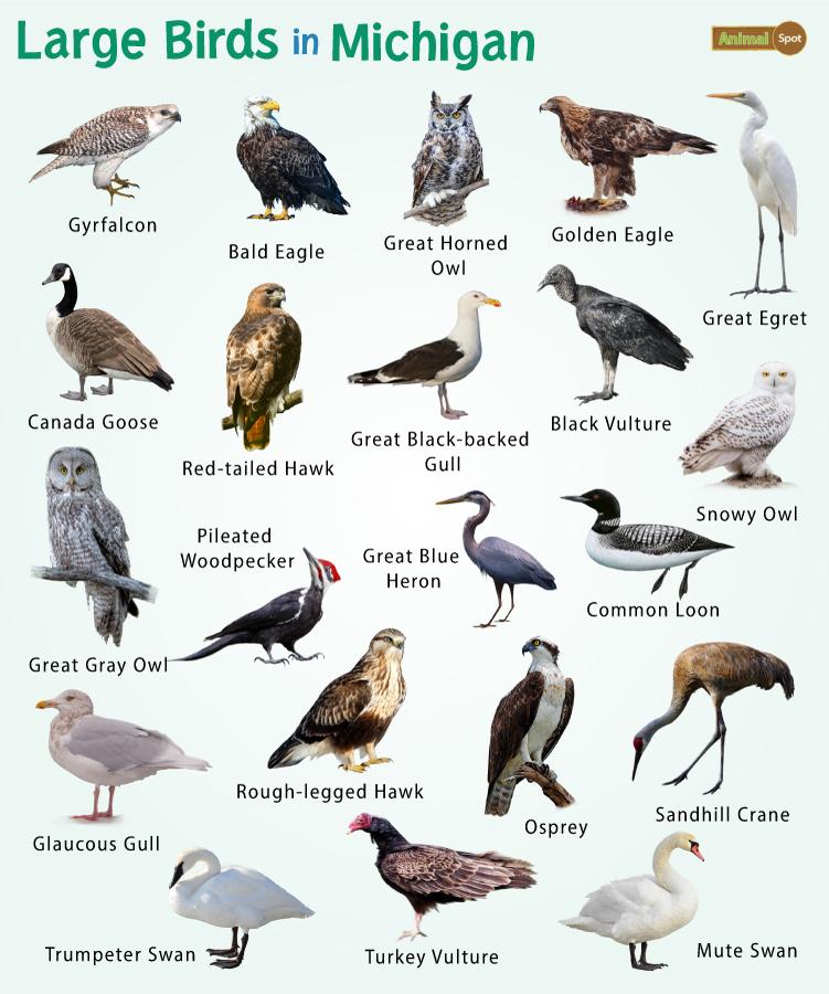 The Top 10 Largest Birds of Prey Across the WorldA-Z Animals