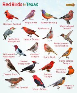 Red Birds in Texas – List, and Pictures