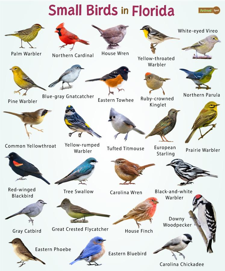 26 Small Birds in Florida – List, and Pictures