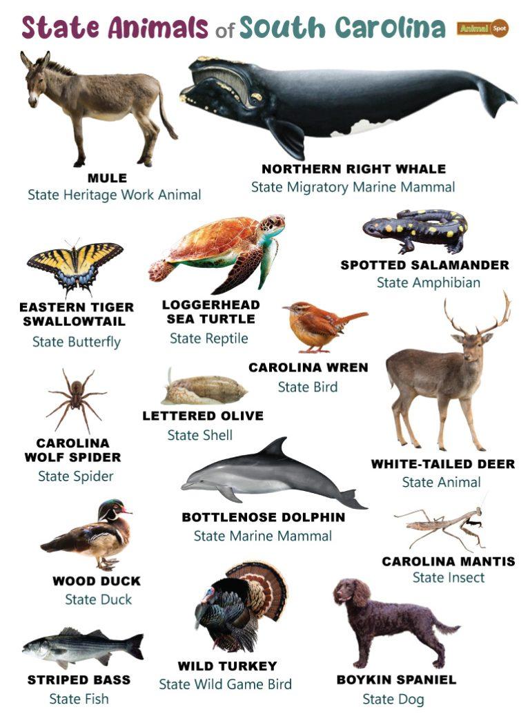 List of Animals That Live in South Carolina (With Pictures)