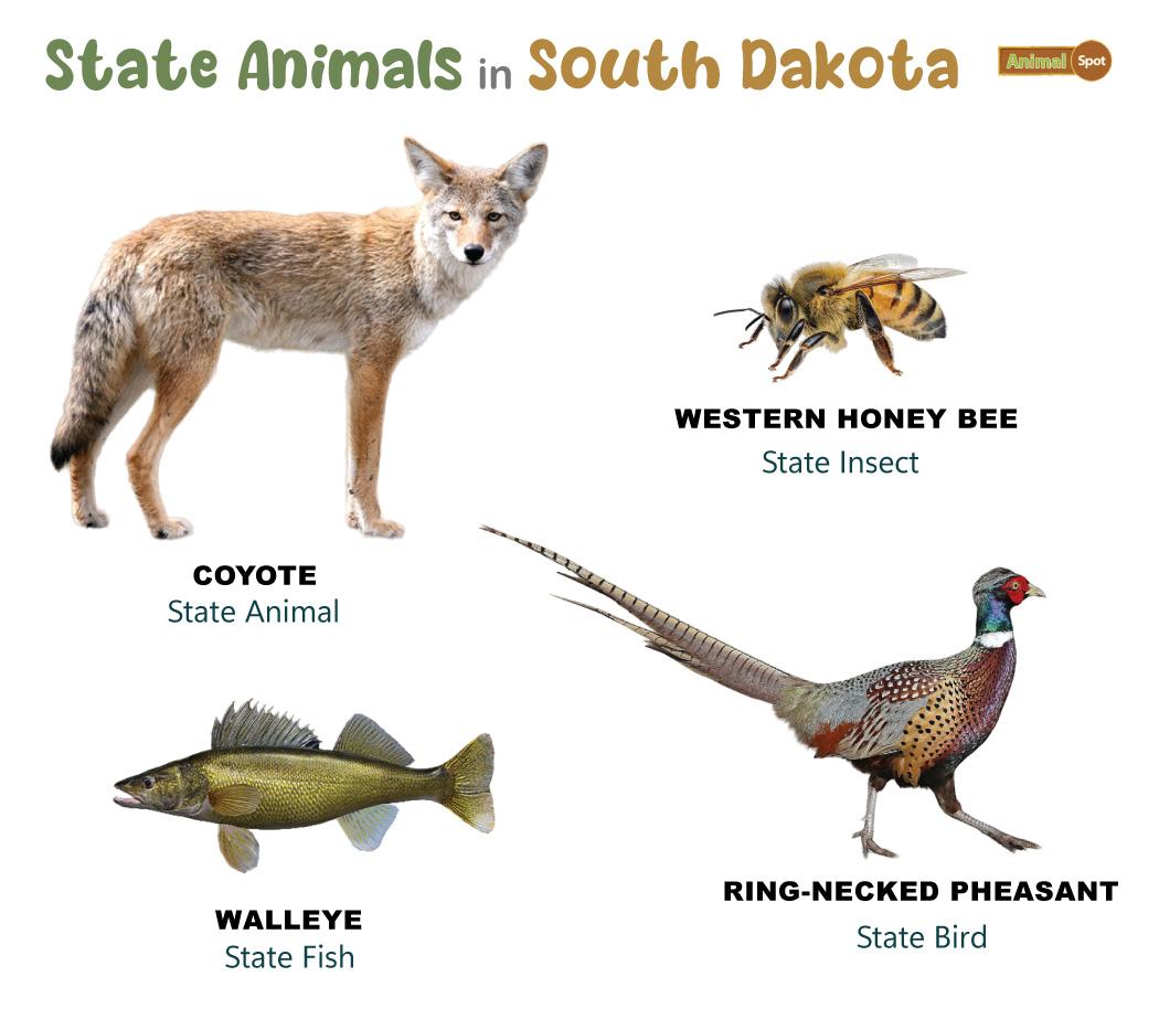 For Kids: Wildlife of South Dakota