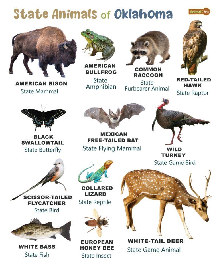 List of Animals That Live in Oklahoma (With Pictures)