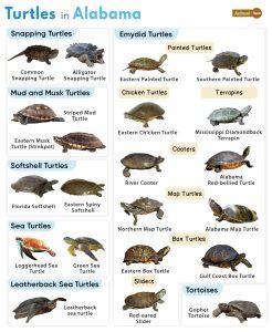 List of Turtles Found in Alabama (With Pictures)