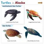 List of Turtles Found in Alaska (With Pictures)