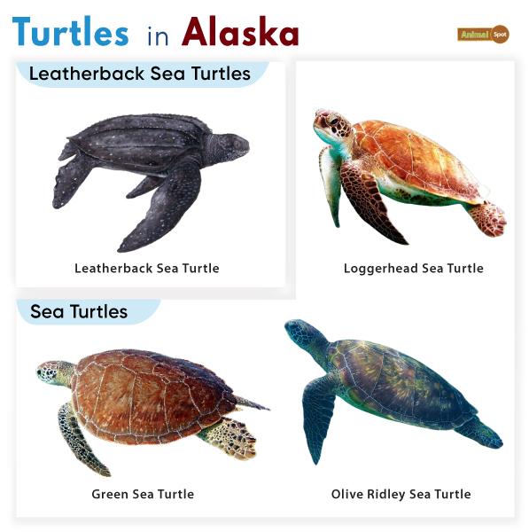 List of Turtles Found in Alaska (With Pictures)