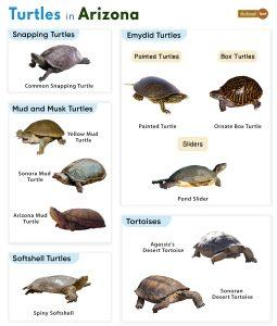 List of Turtles Found in Arizona (With Pictures)