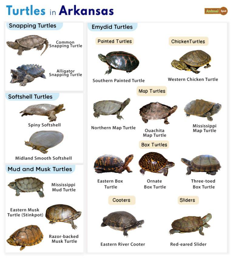 List of Turtles Found in Arkansas (With Pictures)