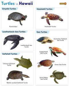 List Of Turtles Found In Hawaii (with Pictures)