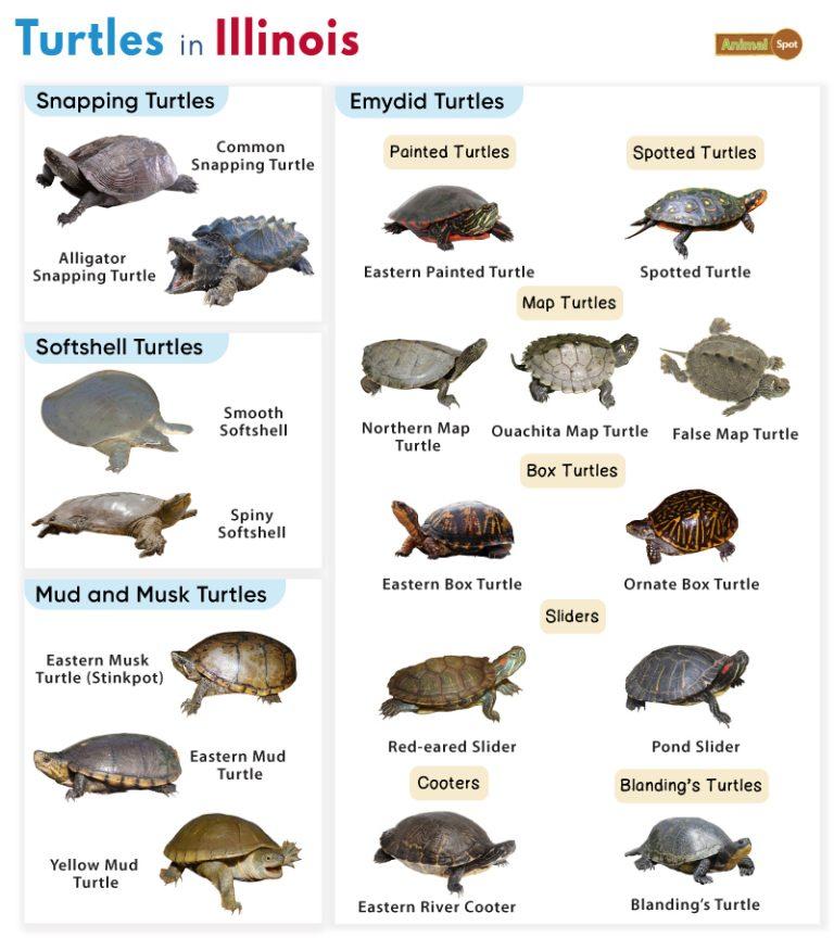 List of Turtles Found in Illinois (With Pictures)