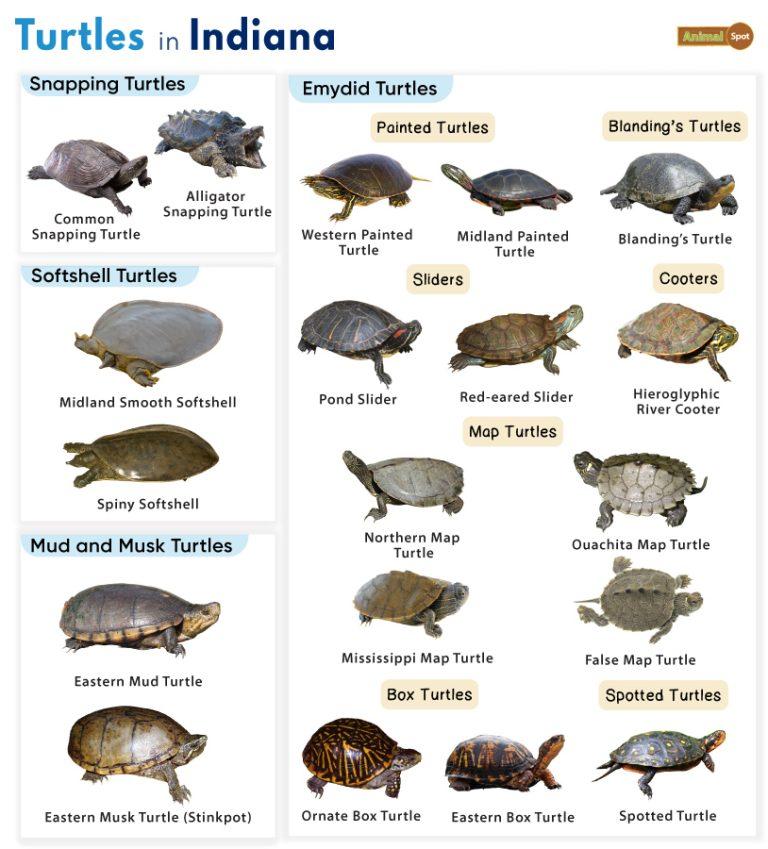 List of Turtles Found in Indiana (With Pictures)