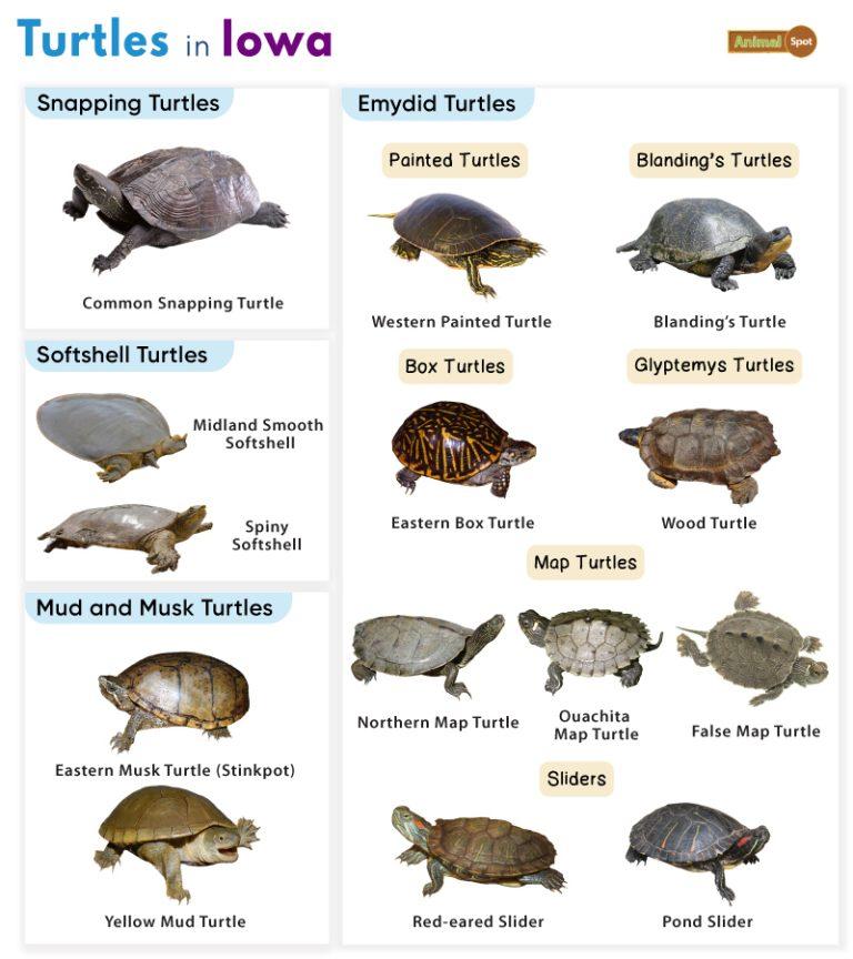 List of Turtles Found in Iowa (With Pictures)