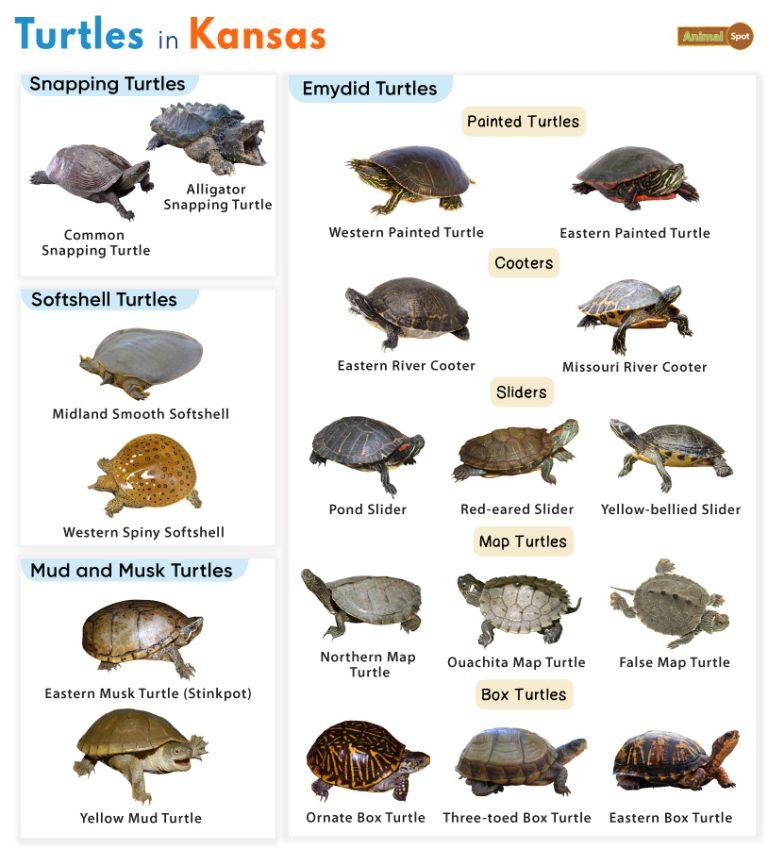 List of Turtles Found in Kansas (With Pictures)