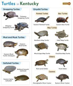 List of Turtles Found in Kentucky (With Pictures)