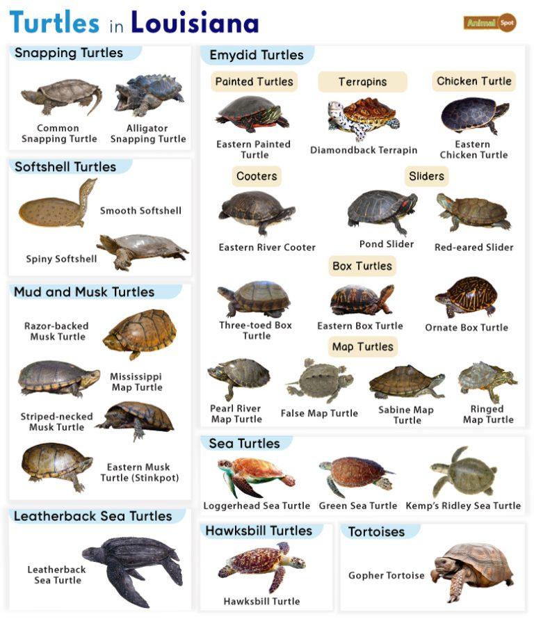 List of Turtles Found in Louisiana (With Pictures)