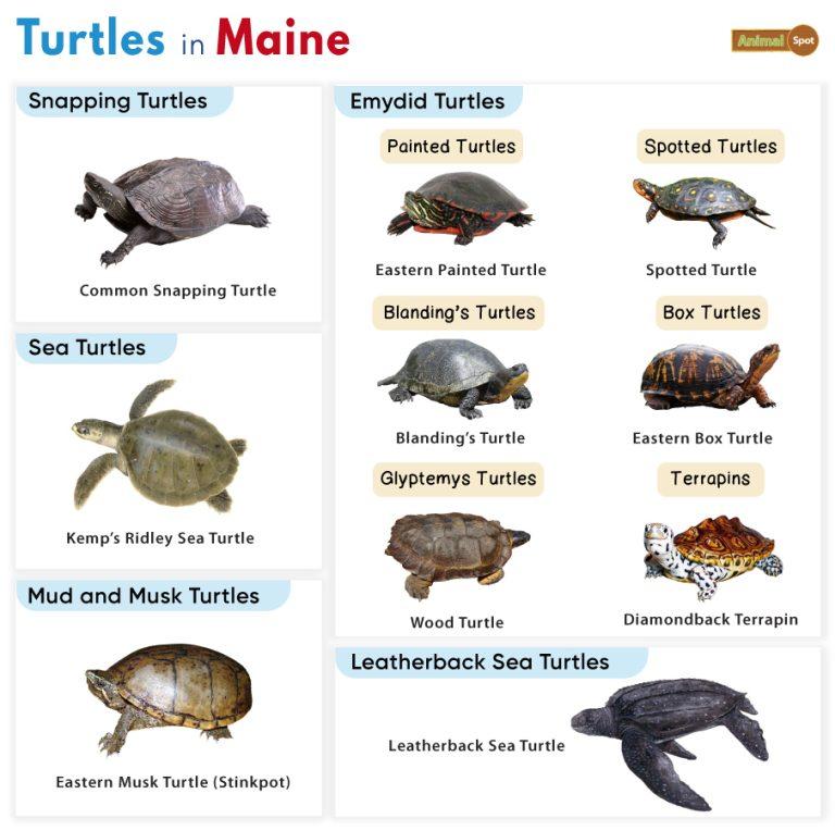 List of Turtles Found in Maine (With Pictures)