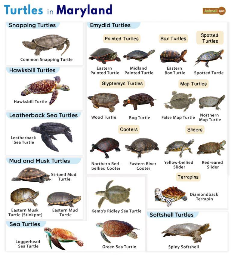 List of Turtles Found in Maryland (With Pictures)