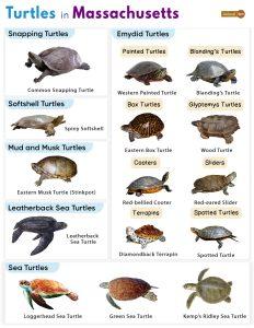 List of Turtles Found in Massachusetts (With Pictures)