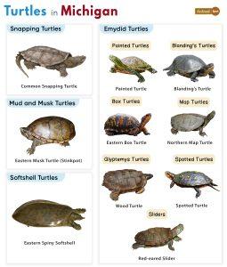 List of Turtles Found in Michigan (With Pictures)