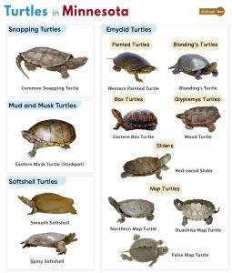 List Of Turtles Found In Minnesota (with Pictures)