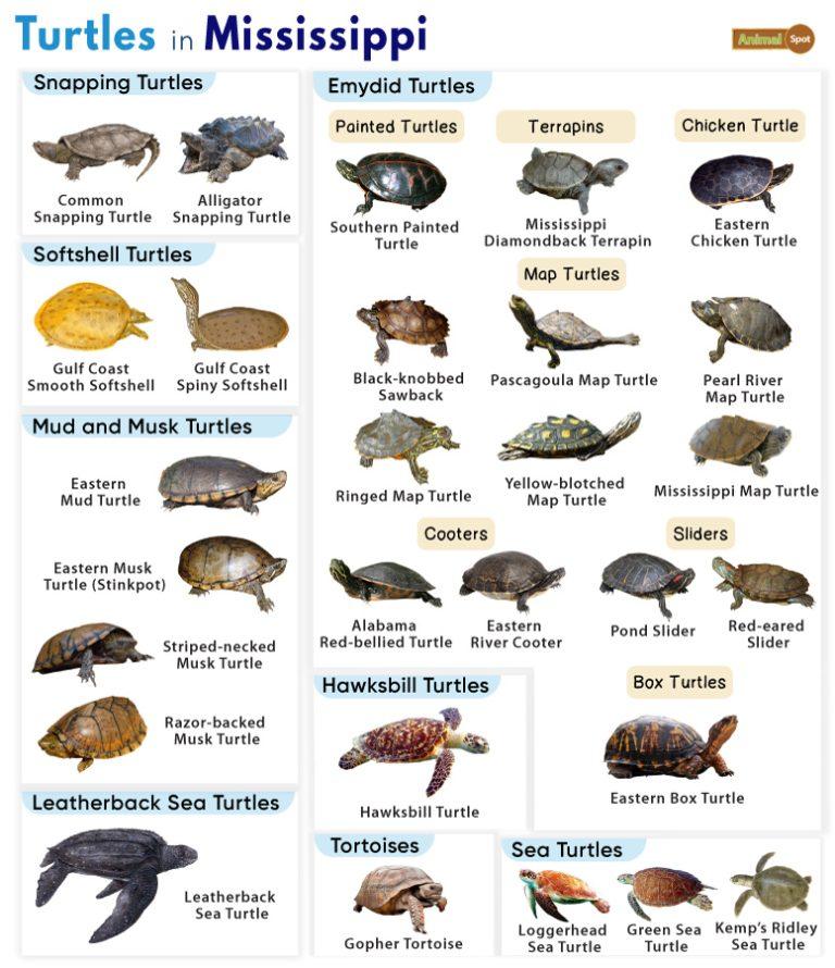 List of Turtles Found in Mississippi (With Pictures)