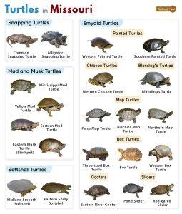 List of Turtles Found in Missouri (With Pictures)