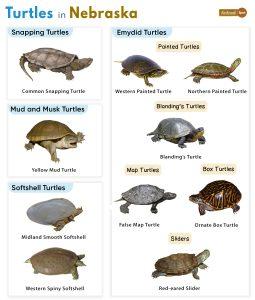 List of Turtles Found in Nebraska (With Pictures)