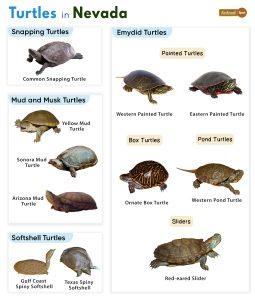 List of Turtles Found in Nevada (With Pictures)