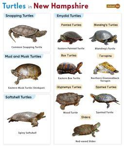 List of Turtles Found in New Hampshire (With Pictures)