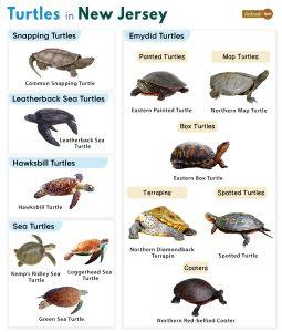 List of Turtles Found in New Jersey (With Pictures)