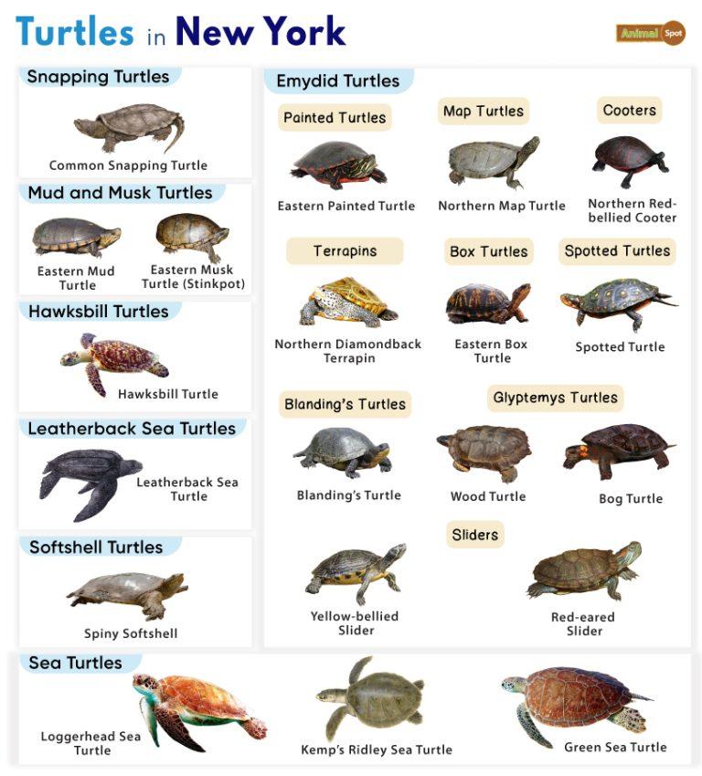 List of Turtles Found in New York (With Pictures)